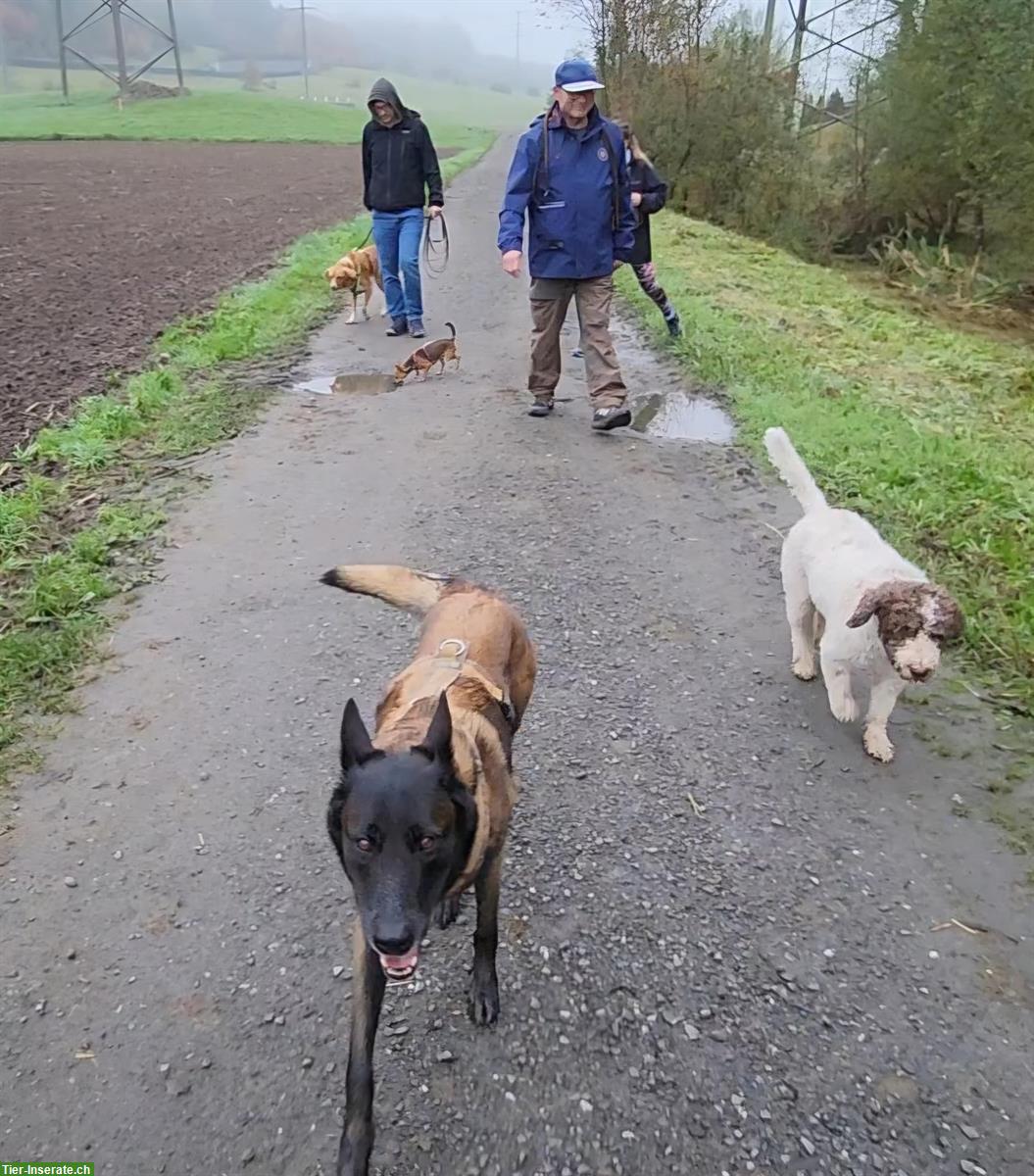 Bild 2: Friedliche Malinois Hündin, 7-jährig, unkastriert