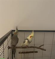 Zwei Nymphensittiche, Männchen und Weibchen