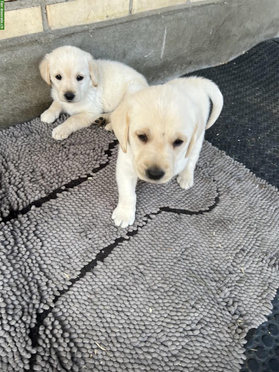 Blonde Labrador Welpen, Rüden zu verkaufen