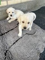 Blonde Labrador Welpen, Rüden zu verkaufen