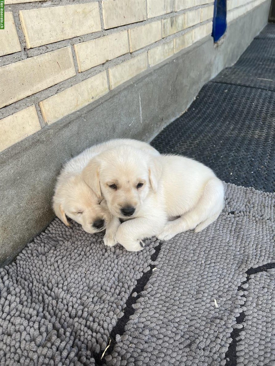Bild 2: Blonde Labrador Welpen, Rüden zu verkaufen