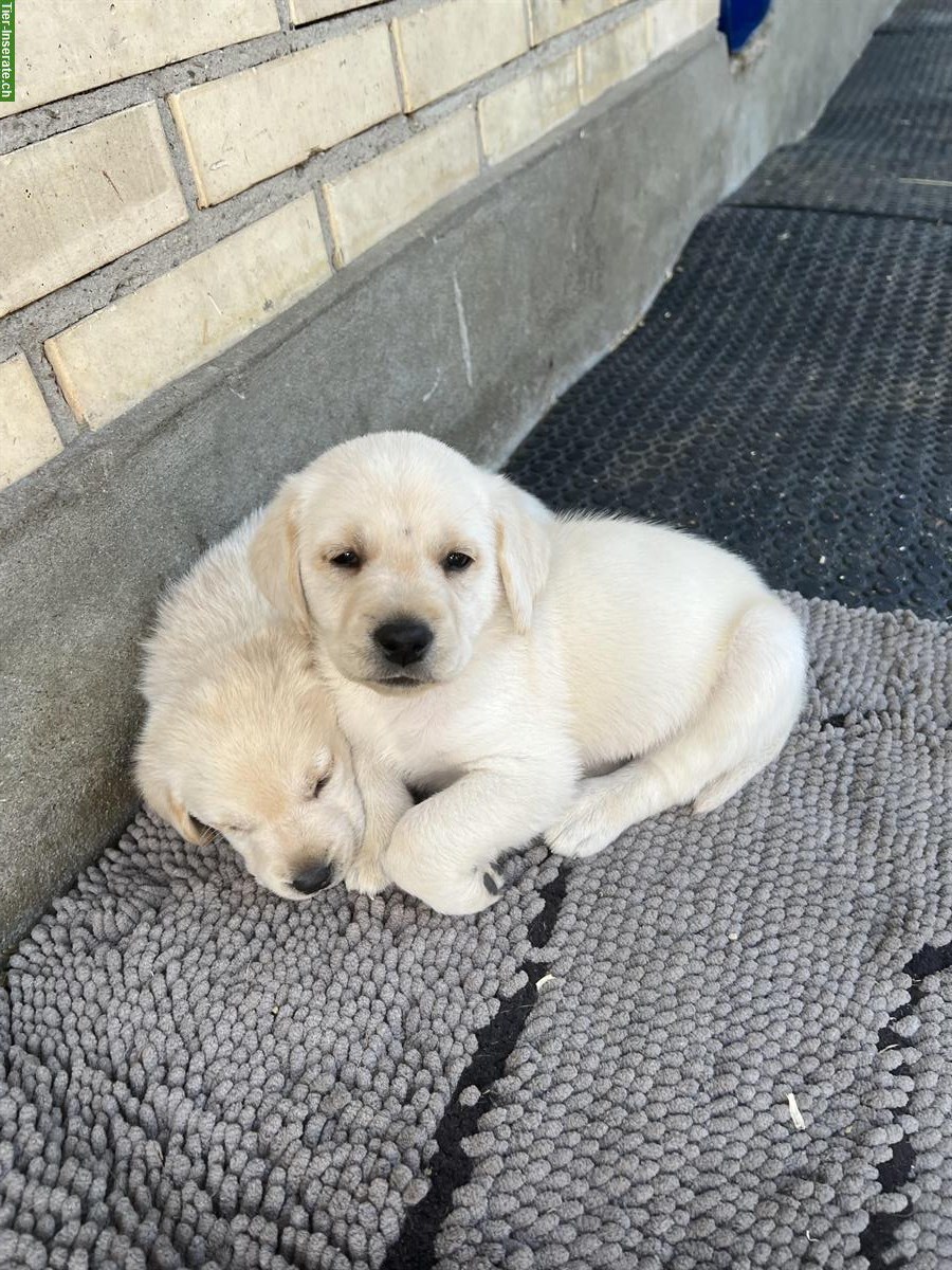 Bild 3: Blonde Labrador Welpen, Rüden zu verkaufen