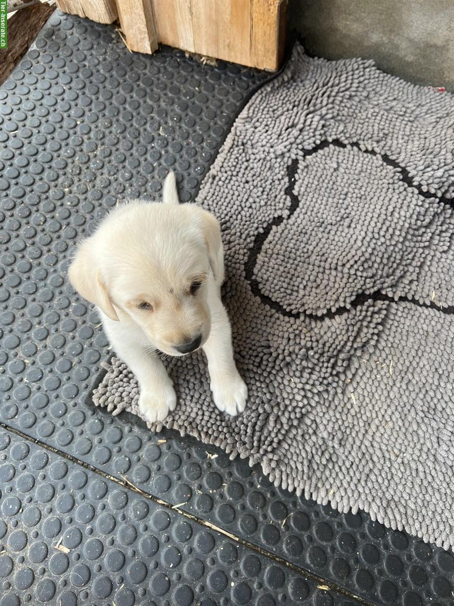 Bild 4: Blonde Labrador Welpen, Rüden zu verkaufen