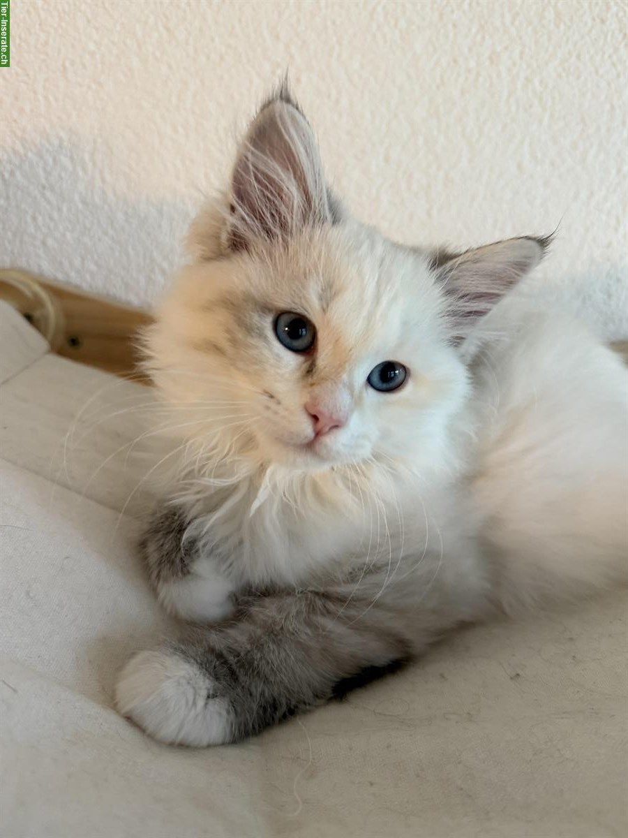 Reinrassige Neva Masquarade Katzenmädchen