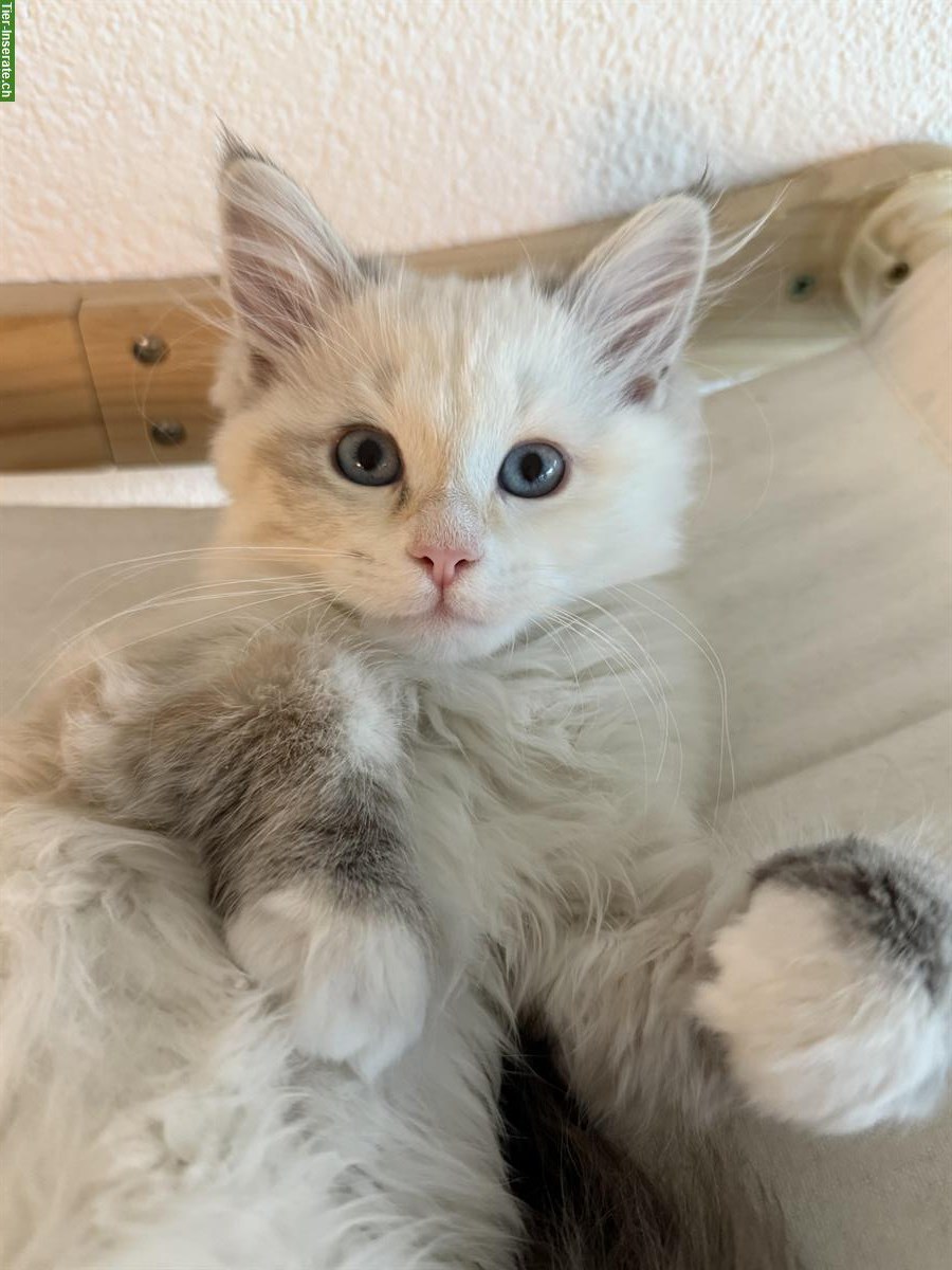 Bild 2: Reinrassige Neva Masquarade Katzenmädchen