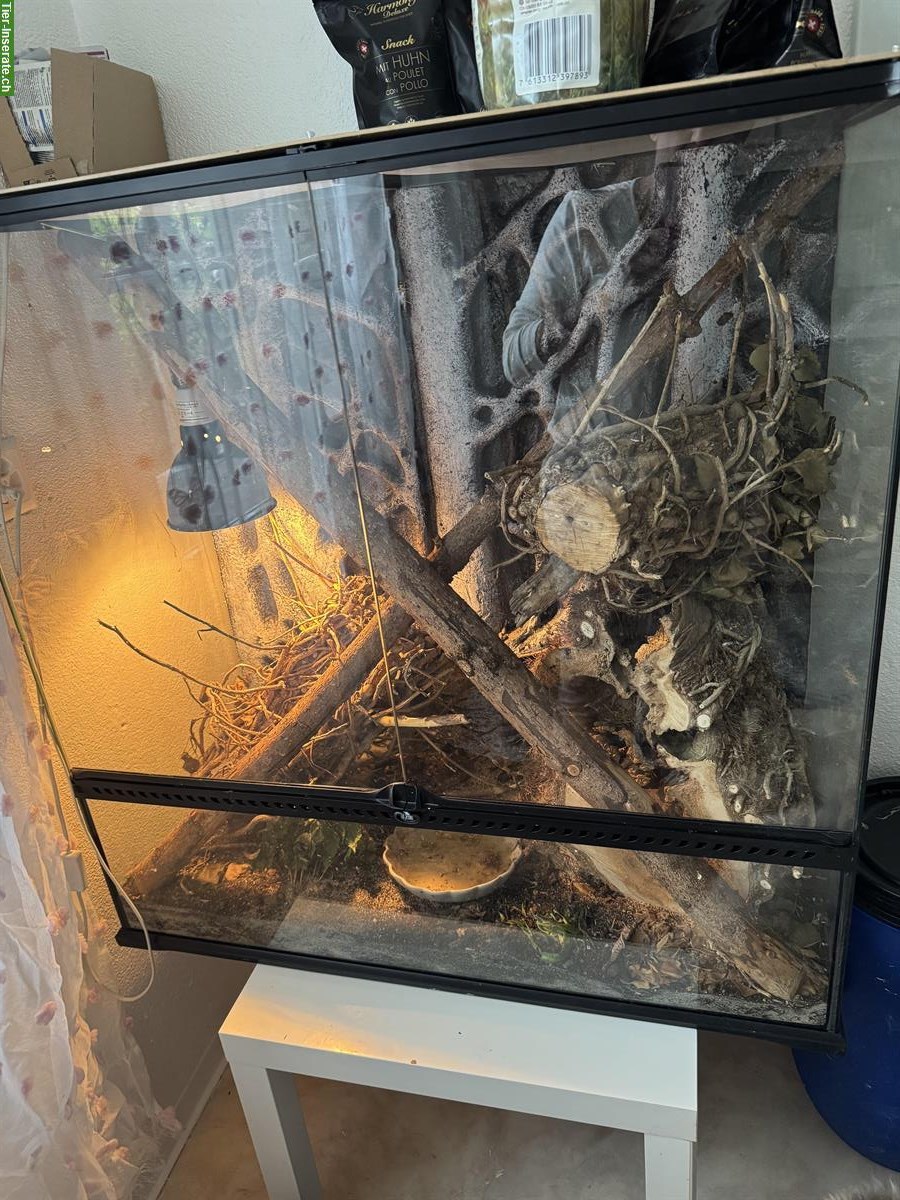 Kronengecko Paar mit Terrarium