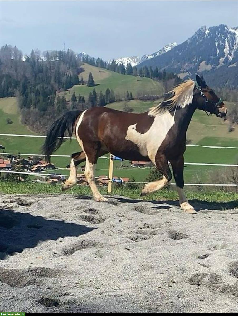 Paint mix Stütchen sucht neues Zuhause