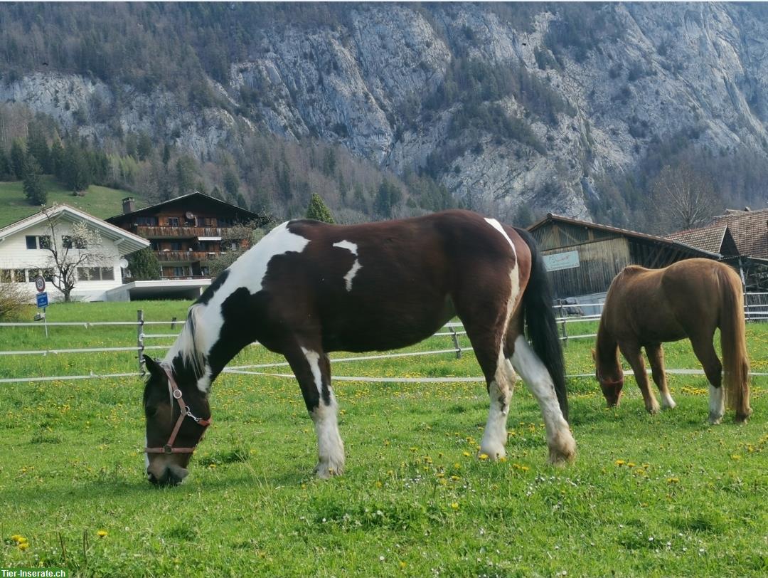 Bild 3: Paint mix Stütchen sucht neues Zuhause