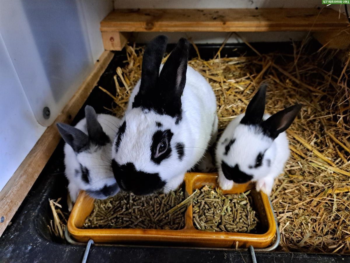 Verkaufe Zwergschecken Kaninchen