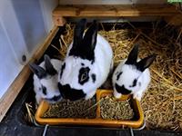 Verkaufe Zwergschecken Kaninchen