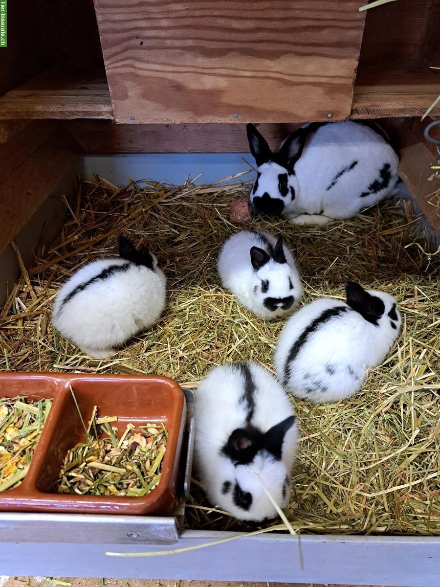 Bild 2: Verkaufe Zwergschecken Kaninchen