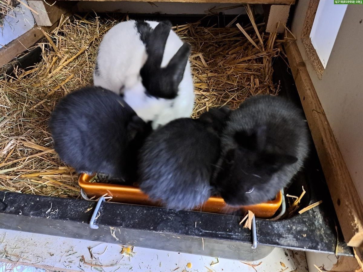 Bild 3: Verkaufe Zwergschecken Kaninchen
