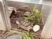 3 Griechische Landschildkröten, 12-jährig abzugeben