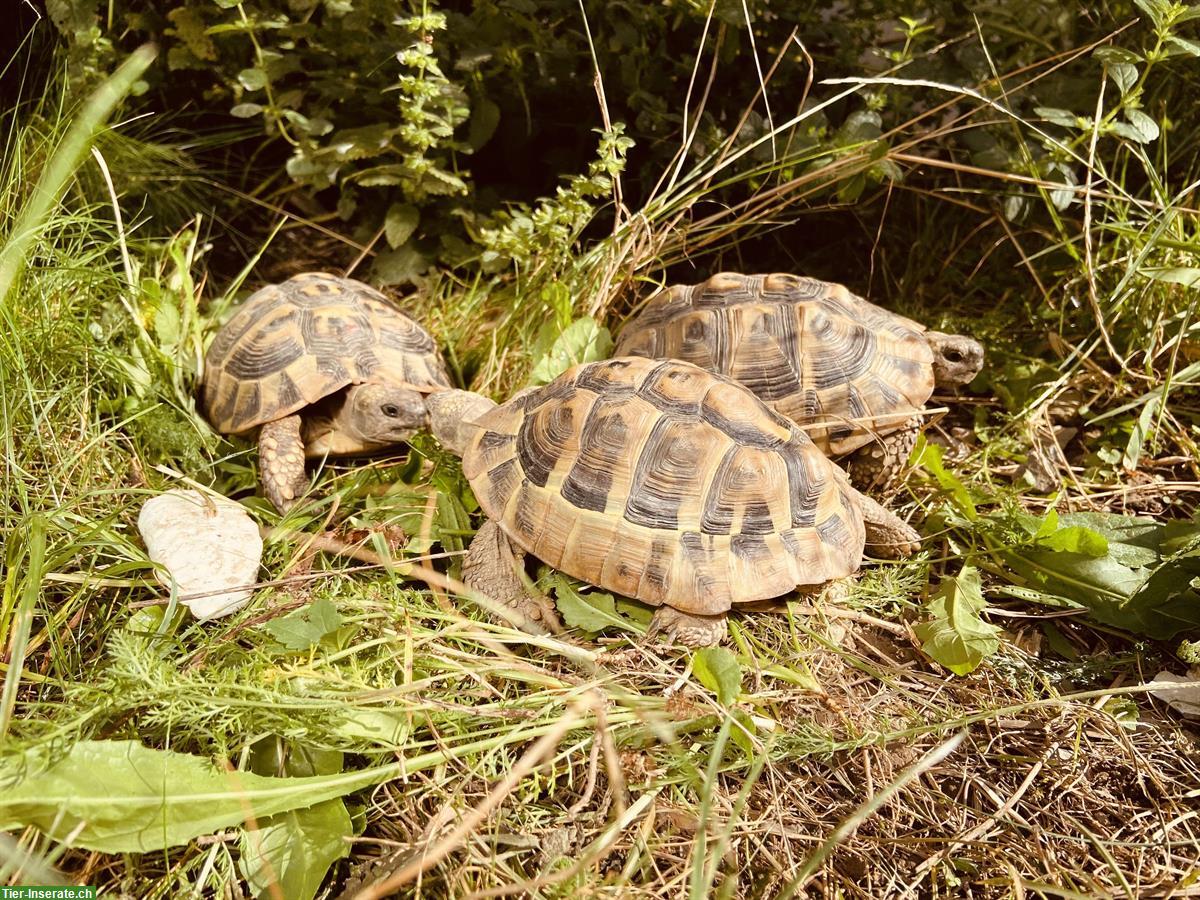 Bild 2: 3 Griechische Landschildkröten, 12-jährig abzugeben