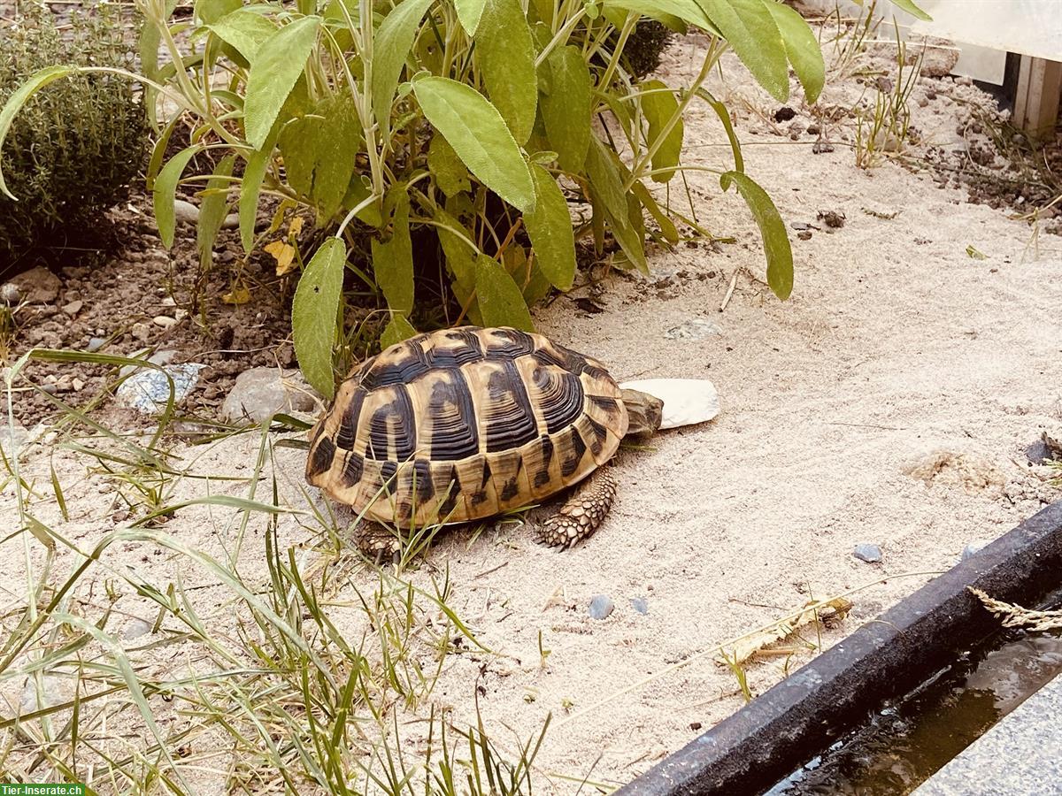 Bild 4: 3 Griechische Landschildkröten, 12-jährig abzugeben
