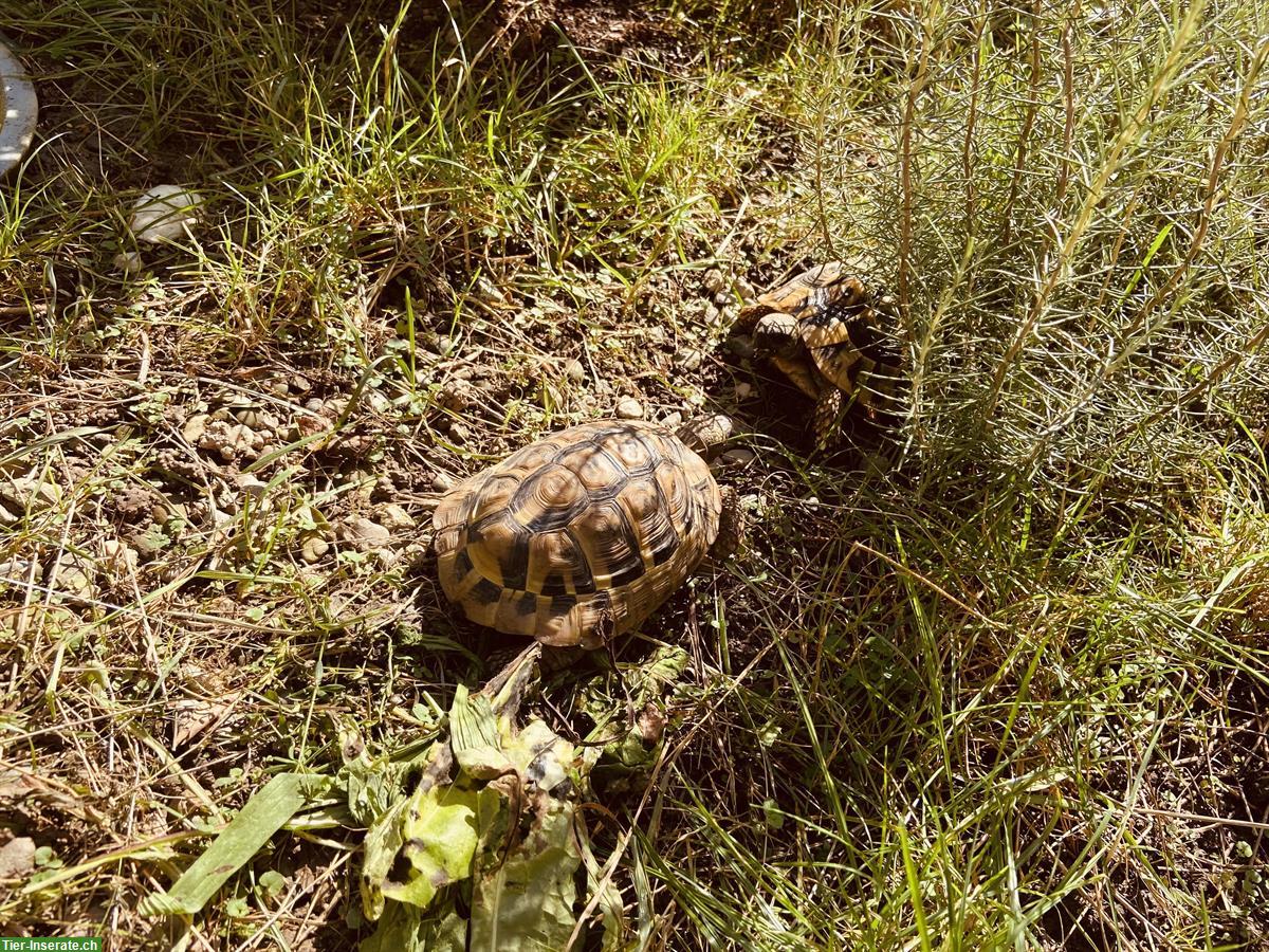 Bild 5: 3 Griechische Landschildkröten, 12-jährig abzugeben