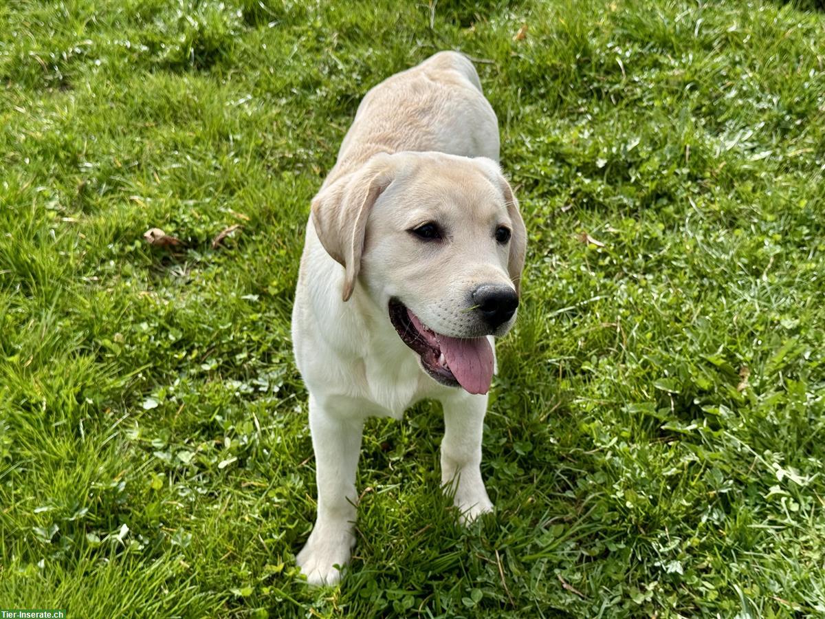 Labrador Retriever Hündin, 6 Monate mit Ahnentafel