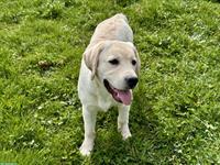 Labrador Retriever Hündin, 6 Monate mit Ahnentafel