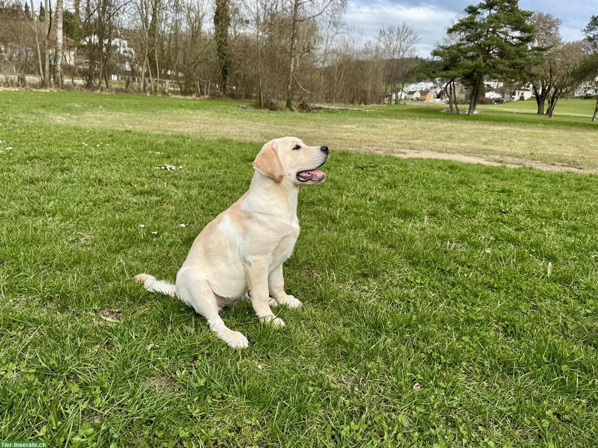 Bild 2: Labrador Retriever Hündin, 6 Monate mit Ahnentafel