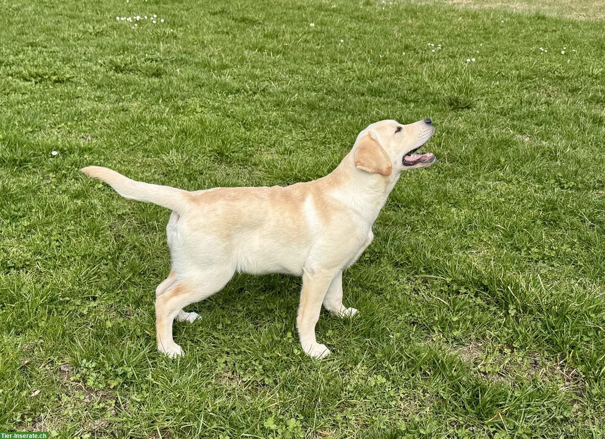 Bild 3: Labrador Retriever Hündin, 6 Monate mit Ahnentafel