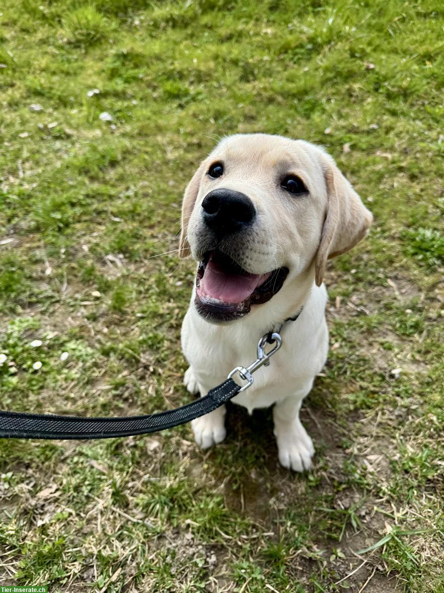 Bild 4: Labrador Retriever Hündin, 6 Monate mit Ahnentafel