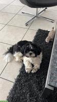 1-jähriger Shih Tzu Rüde sucht liebes Zuhause