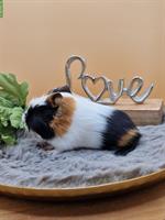 Meerschweinchen Frühkastraten suchen neues Zuhause