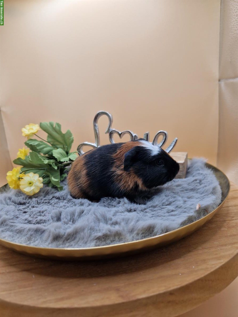 Bild 2: Meerschweinchen Frühkastraten suchen neues Zuhause