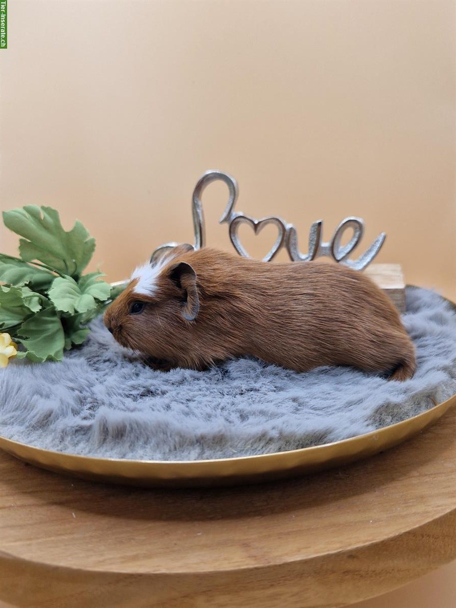 Bild 3: Meerschweinchen Frühkastraten suchen neues Zuhause