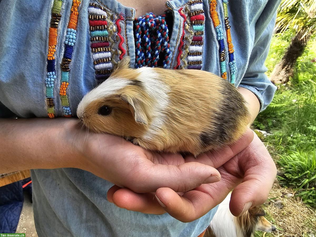 Bild 4: Meerschweinchen Frühkastraten suchen neues Zuhause