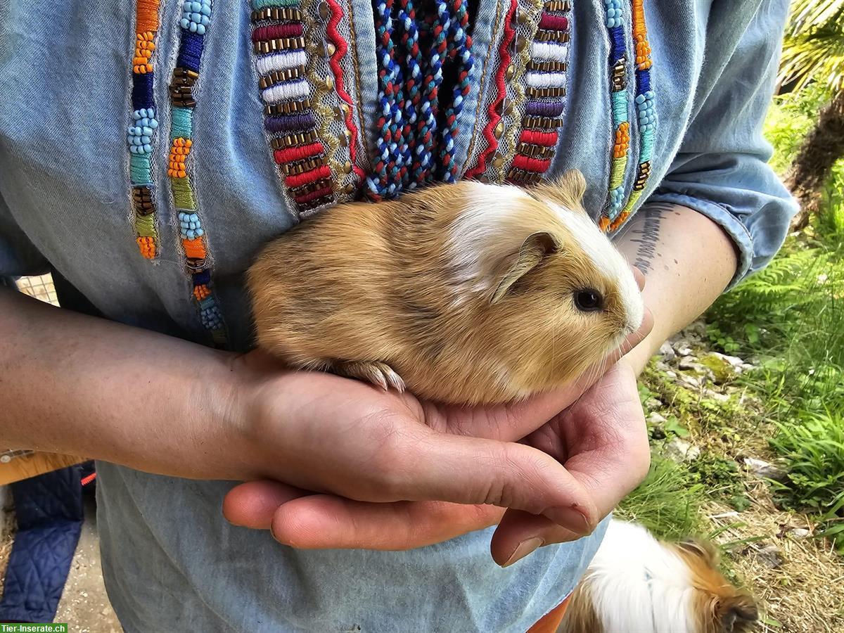 Bild 5: Meerschweinchen Frühkastraten suchen neues Zuhause