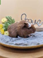 Meerschweinchen Weibchen sucht ein neues Zuhause