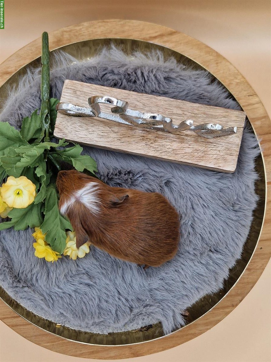 Bild 3: Meerschweinchen Weibchen sucht ein neues Zuhause