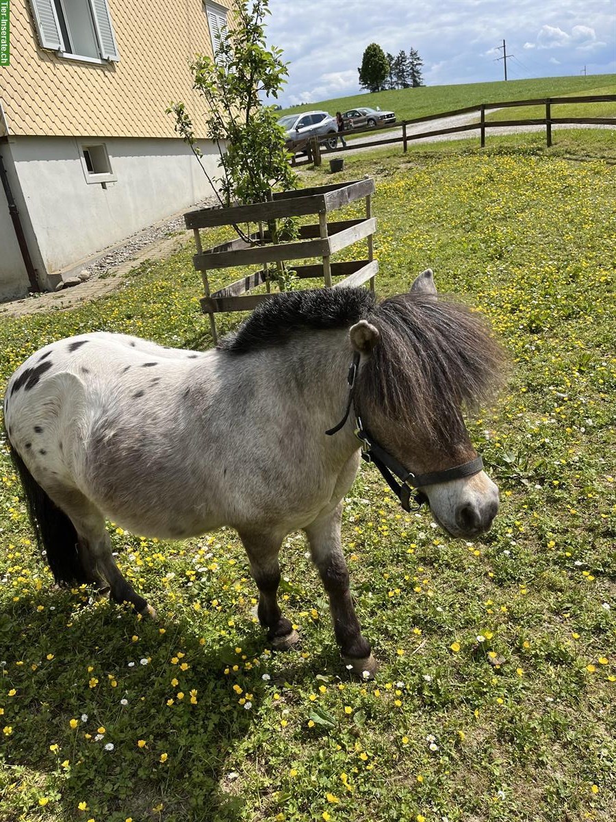 Mini Horses Wallach, 10-jährig