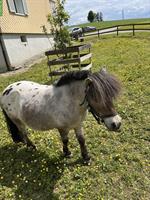Mini Horses Wallach, 10-jährig