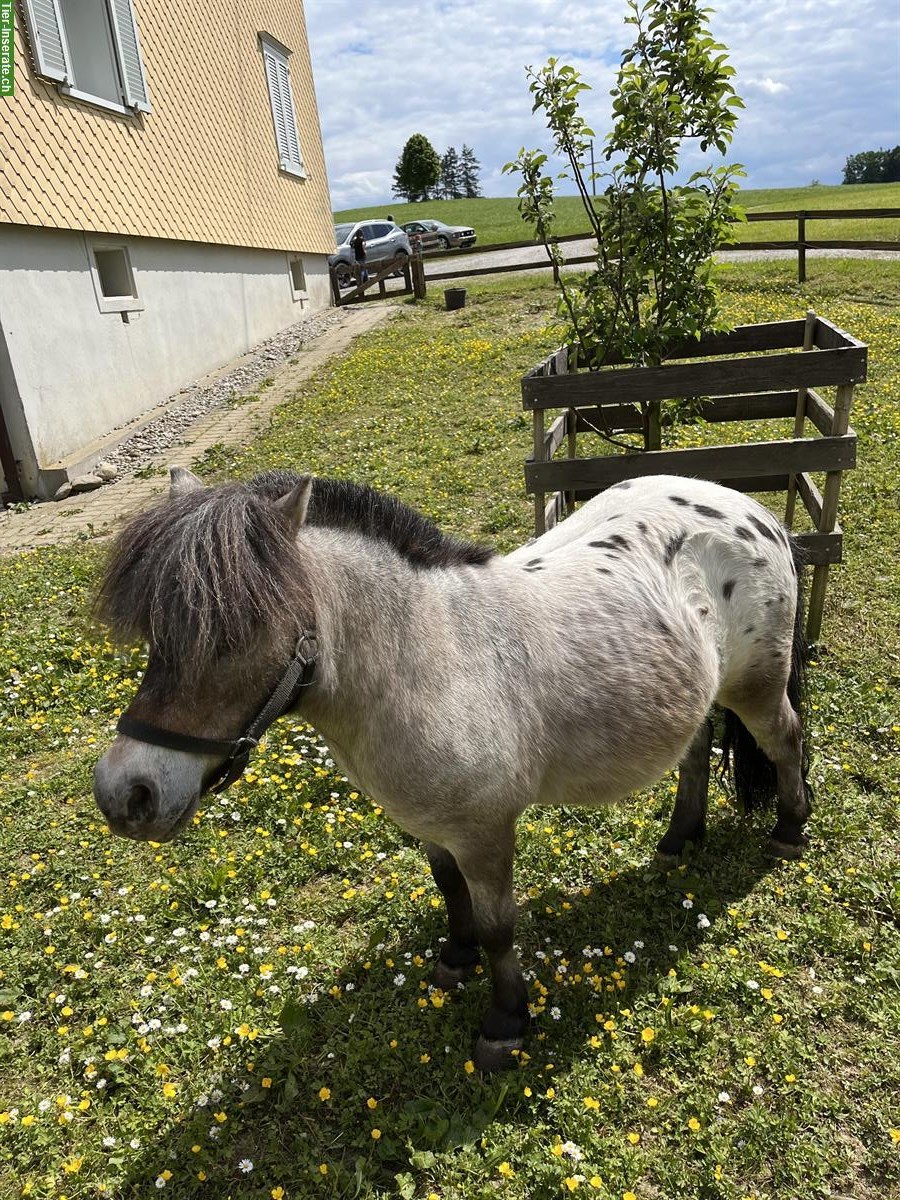 Bild 2: Mini Horses Wallach, 10-jährig