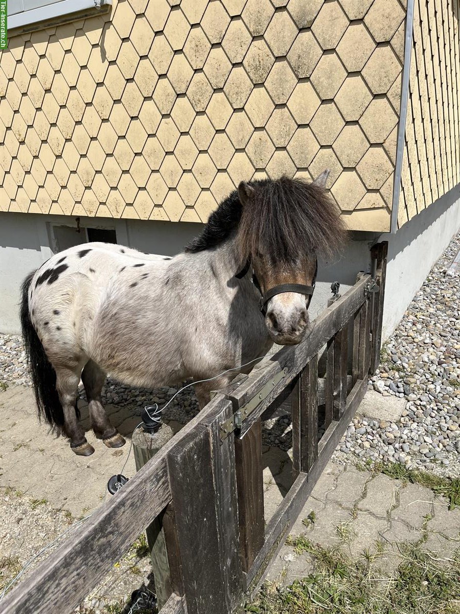 Bild 3: Mini Horses Wallach, 10-jährig