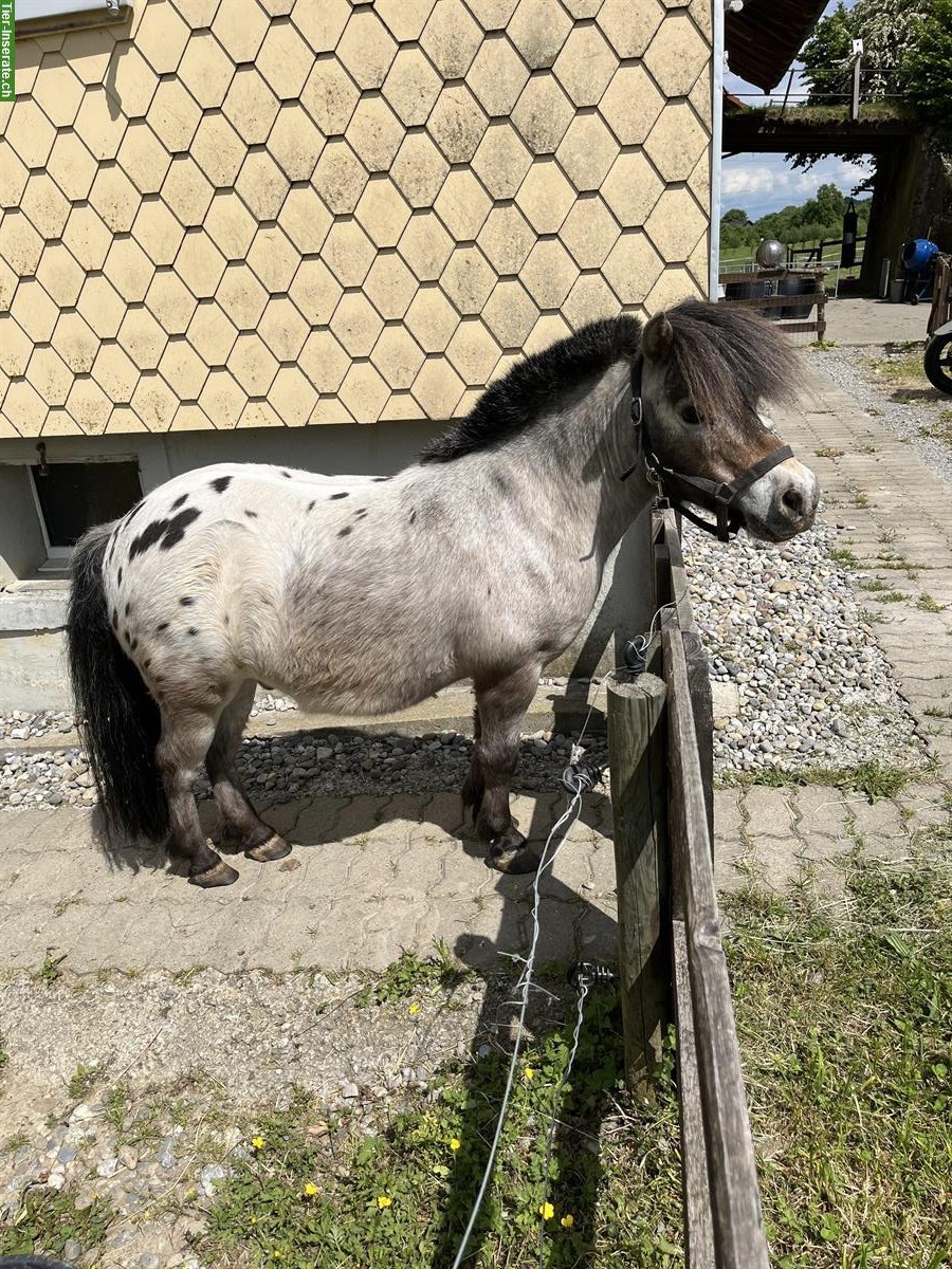 Bild 4: Mini Horses Wallach, 10-jährig