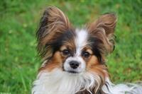 Papillon Rüde, 9 Monate sucht neue Familie