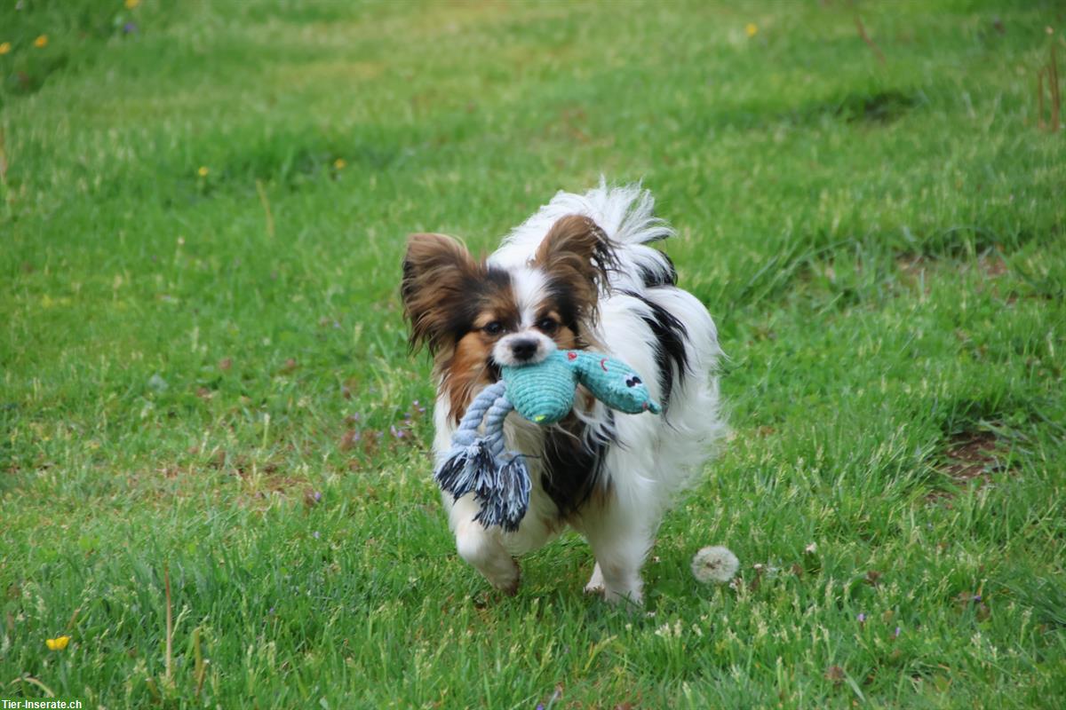 Bild 2: Papillon Rüde, 9 Monate sucht neue Familie