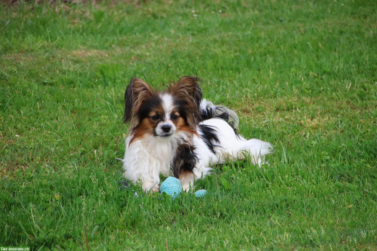 Bild 3: Papillon Rüde, 9 Monate sucht neue Familie