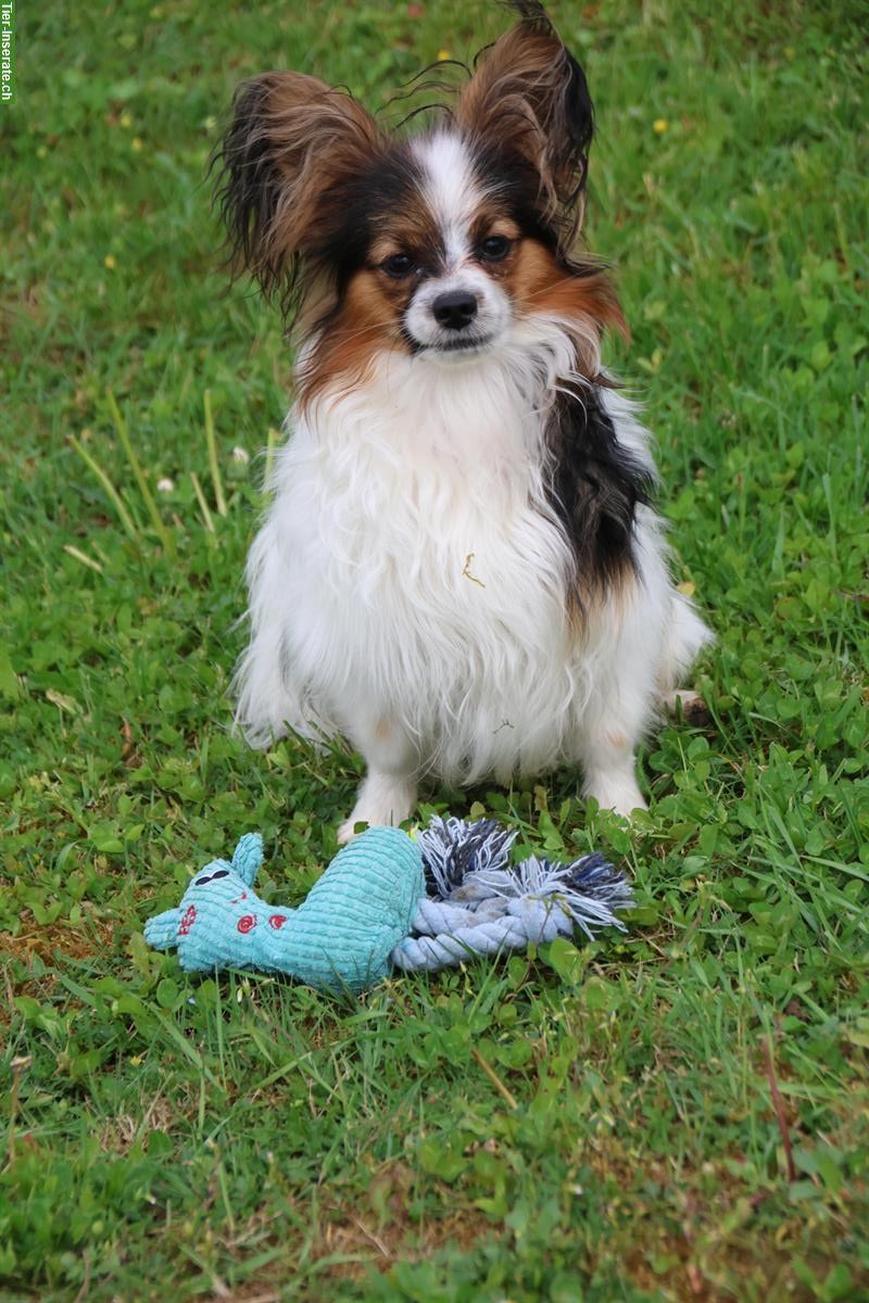 Bild 4: Papillon Rüde, 9 Monate sucht neue Familie
