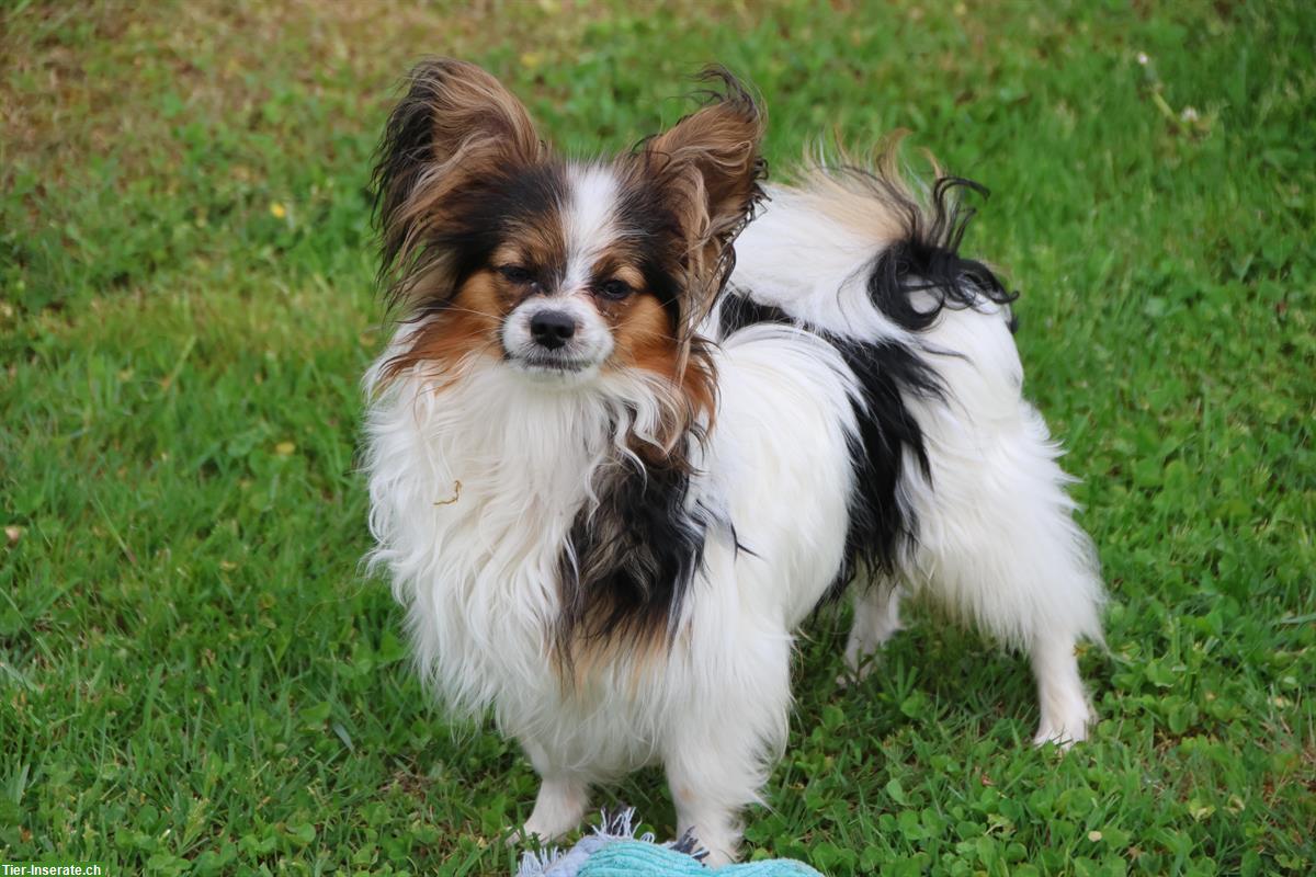 Bild 5: Papillon Rüde, 9 Monate sucht neue Familie