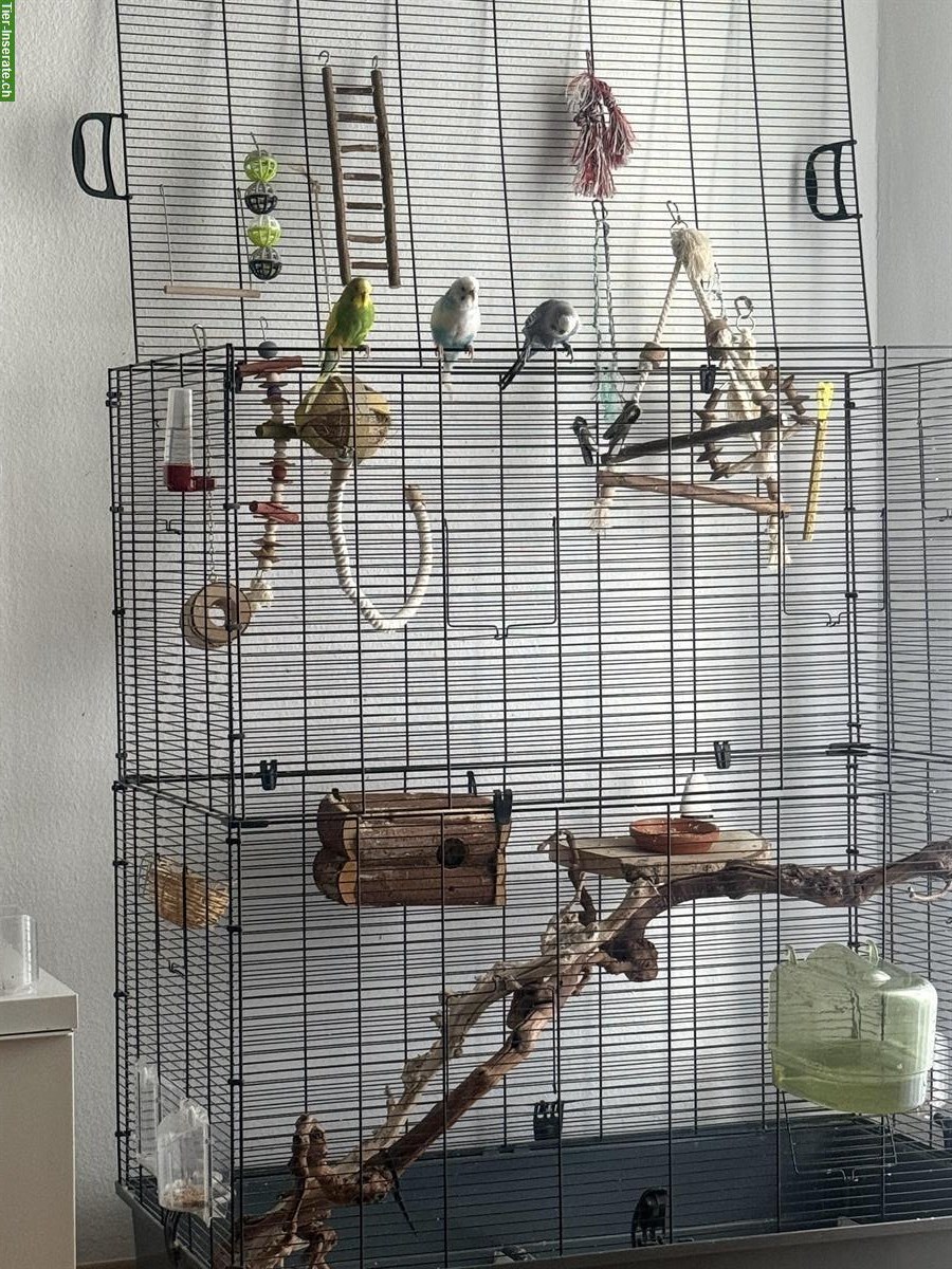Wellensittiche mit Vogelkäfig und Zubehör