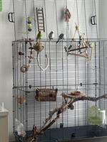 Wellensittiche mit Vogelkäfig und Zubehör