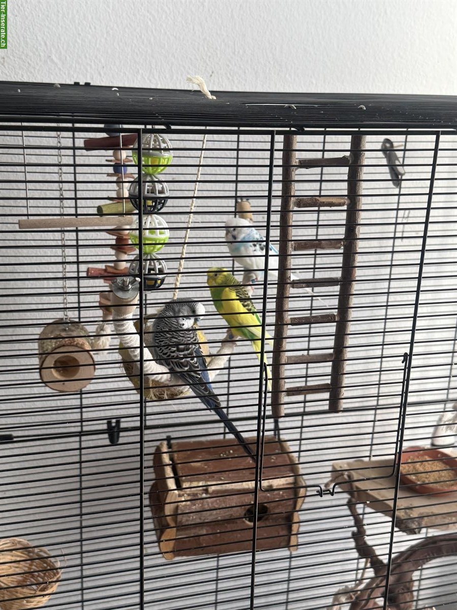 Bild 2: Wellensittiche mit Vogelkäfig und Zubehör