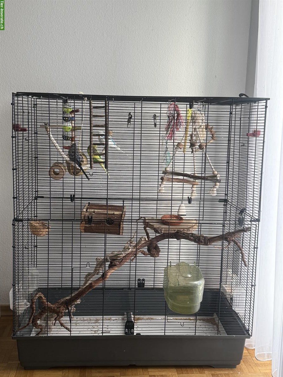 Bild 3: Wellensittiche mit Vogelkäfig und Zubehör