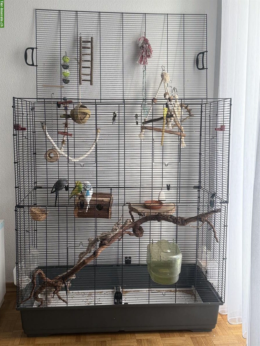 Bild 4: Wellensittiche mit Vogelkäfig und Zubehör