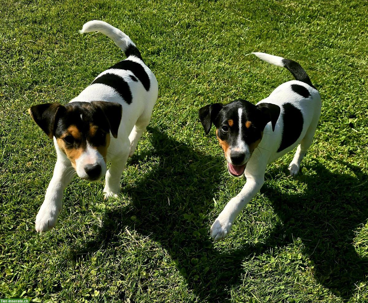 Parson Russell Terrier Welpen zu verkaufen