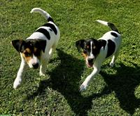Parson Russell Terrier Welpen zu verkaufen